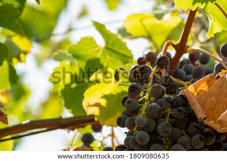 Horizontal View of Colored White and Red Grapes Plantation on Blurred Background in Summer