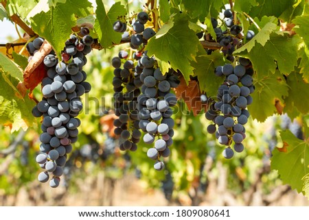 Horizontal View of Colored White and Red Grapes Plantation on Blurred Background in Summer