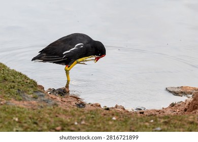 Horizontal view of a Common Gallinule scratching its head on a lake shore. Sharp technical focus, natural soft lighting, and authentic bird behavior.