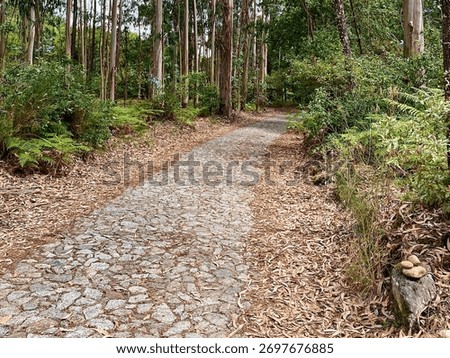 Horizontal view of a eucalyptus forest path with small stone cairn along the Portuguese Coastal Camino