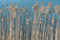 A Horizontal View Of Grass Growing By The Lake Contrasts Against The Water Surface. Dry Grass Visible In Early Spring..