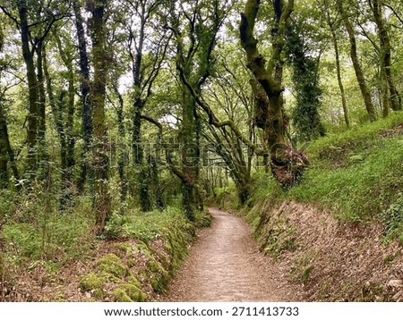 Horizontal view of shaded forest path on Camino Portugués da Costa