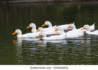 Horizontal View Of A Small Flock Of German Pekin Ducks Doing A Synchronized Water Dance On The Pecotonica River In Freeport Illinois