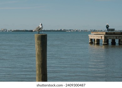 Horizontal view Small Seagull bird perched on wood piling on bayside at Jungle Prada de Narvaez Park looking west in St. Petersburg, Florida on a sunny day. Pier in the background.