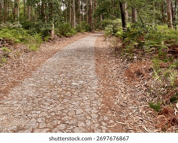 Horizontal view of a stone forest path surrounded by eucalyptus trees along the Portuguese Coastal Camino
