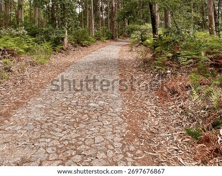 Horizontal view of a stone forest path surrounded by eucalyptus trees along the Portuguese Coastal Camino
