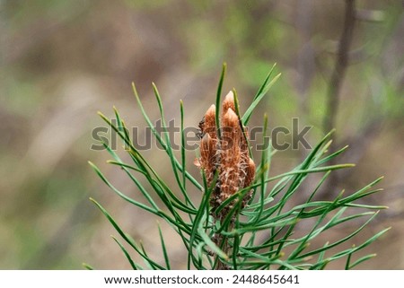 Horizontal view with a tiny ant walking along a fresh pine twig.