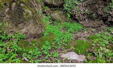 Horizontal view of tiny green weeds and lush moss growing on damp ground surrounded by rough rocks and wild lichens.