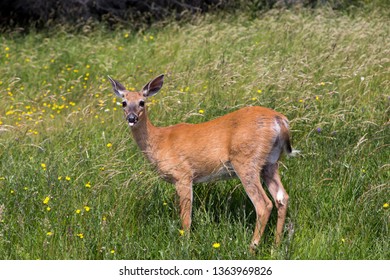 Horizontal View Young Female Whitetailed Deer Stock Photo 1363969826 ...