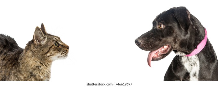 Horizontal website banner with cat and dog on opposite sides, looking at each other. Sized for a popular social media cover photo place holder.