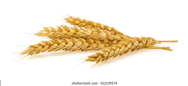 Horizontal wheat ears isolated on white background as package design element