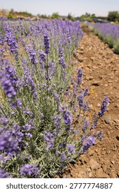 Horizontal wide angle eye level shot of blooming purple lavender rows on a farm. A green tractor and rural buildings are in a soft focus background under a clear sunny sky