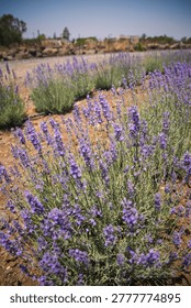 Horizontal wide angle eye level shot of blooming purple lavender rows on a farm. A green tractor and rural buildings are in a soft focus background under a clear sunny sky