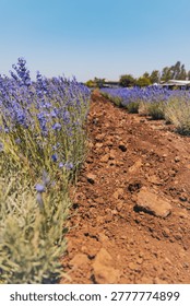 Horizontal wide angle eye level shot of blooming purple lavender rows on a farm. A green tractor and rural buildings are in a soft focus background under a clear sunny sky