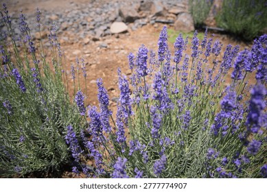Horizontal wide angle eye level shot of blooming purple lavender rows on a farm. A green tractor and rural buildings are in a soft focus background under a clear sunny sky