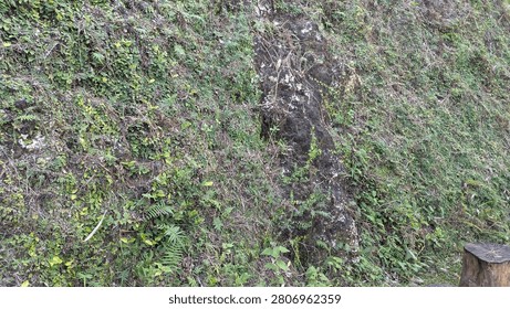A horizontal wide angle perspective captures a dark weathered limestone cliff face texture almost completely covered by dense green creeping ivy, ferns, wild mossy foliage. The natural rocky slope displays rich organic plant growth, creating a beautiful rugged backdrop template for outdoor environment presentation layouts.