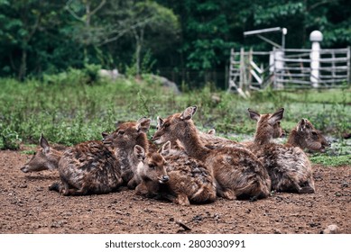 A horizontal, wide eye-level shot capturing a small group of brown deer (does and fawns) huddled tightly together while resting on a dirt ground patch. The deer are positioned in a close cluster near the center foreground, their thick, coarse brown fur displaying heavy, natural textures. They look in various directions with alert ears and dark eyes, creating a dynamic sense of awareness within the pack. The foreground consists of rough, dark brown soil scattered with tiny pebbles. In the mid-ground, low-lying green grass and weeds blanket the open field, leading toward a background rustic wooden fence structure and a lush line of dense forest trees. The cool, diffused natural light accentuates the earthy tones and tranquil social behavior of wild fauna inside a sanctuary or nature park.