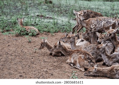 A horizontal, wide-angle environmental shot capturing a herd of brown deer resting together on an open field. In the right foreground and mid-ground, a dense cluster of deer, including does and small stags, are huddled closely side-by-side on the dark, pebbled earth, their textured coats blending with the soil. A few deer stand alertly behind the resting group, looking out across the frame. To the left, a single lone deer lies peacefully at a distance near low green bushes, creating a beautiful spatial balance. In the background, a patchy expanse of damp grass and light vegetation extends under cool, diffused natural light, emphasizing the authentic social structure and peaceful atmosphere of wild fauna within a sanctuary setting.