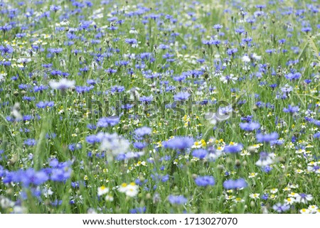 horizontal wide-angle, high-angle shot of a cornflower field/ beautiful blooming cornflowers on a bright green field/ wild flowers blooming on a meadow
