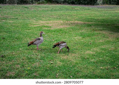 Horizontal wide-angle shot featuring two wild Egyptian geese (Alopochen aegyptiaca) foraging on a vast, vibrant green grass lawn. One bird stands alert facing right, while the second goose is bent over feeding on the grass. The background shows a slightly elevated grassy hill fading into dark forest foliage. The scene is captured in natural daylight, highlighting the birds' distinctive brown, grey, and white plumage, suitable for themes of wildlife, birdwatching, park ecosystems, and urban nature.