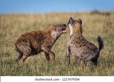 A horizontal wildlife photograph of two adult Spotted Hyena (Crocuta crocuta) fighting and showing teeth on the grass plains of the Masai Mara in Kenya.