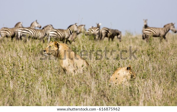 Horizontal Zebras Running Lions Watching Them Stock Photo Edit