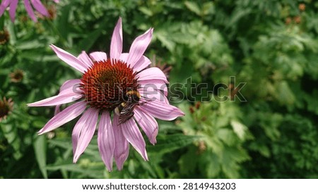 Horizontally oriented composition of a large echinacea flower and a bumblebee collecting nectar on it