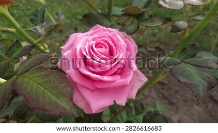 A horizontally oriented composition of a large inflorescence of a crimson rose growing surrounded by its own stems and foliage