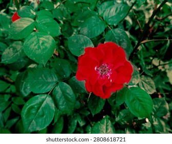 Horizontally oriented composition of a passionate red rose surrounded by green foliage