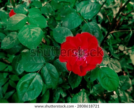 Horizontally oriented composition of a passionate red rose surrounded by green foliage