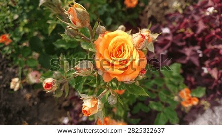 Horizontally oriented composition of a peduncle of an orange spray rose with one opened flower and many buds