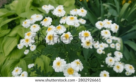 Horizontally oriented composition of pyrethrum flowers in the foreground and hosta and daylily leaves in the background