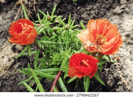 Horizontally oriented composition of three spreading orange buds of purslane grandiflora