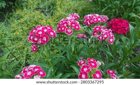 Horizontally oriented garden composition of pink carnation flowers and green landscape