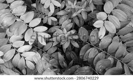 Horizontally oriented monochrome composition of kupena leaves or Solomon's seal