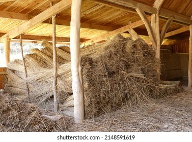Horizontally stacked bundles of water reed (Phragmites australis) drying in a traditional tithe barn. Used in thatching for roofing. Old wooden supports. Rustic interior image. Space for text. Wales.