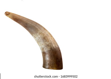 The horn of an animal. Lamb horn on a white background.