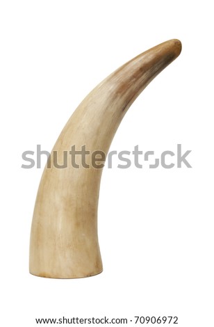 Horn of a cow on a white background isolated