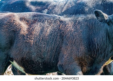 Horn Flies (Haematobia Irritans) On The Back And Sides Of An Angus Calf. These Flies Bite And Draw Blood And Are Extremely Damaging To Cattle.