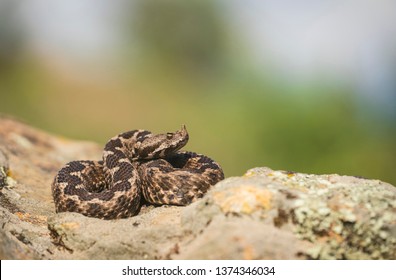Wildlife Poster Viper close-up Snake Photo Snake Poster Wildlife Photography Nose-Horned Viper Vipera ammodytes Reptile Photography