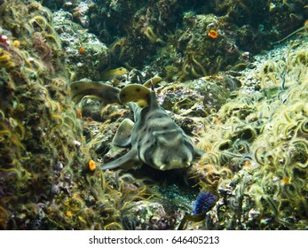 A Horn Shark Sits On The Ocean Floor Among Brittle Stars And Sea Urchins.