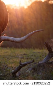 Horn Of Texas Longhorn Cow At Sunset During Summer In Field.