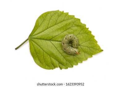 Horn Worm With Spots And Orange Horn On Posterior Part  ( Turns Into A Five Spotted Hawk Moth) Is Curled Up On Hibiscus Leaf White Background