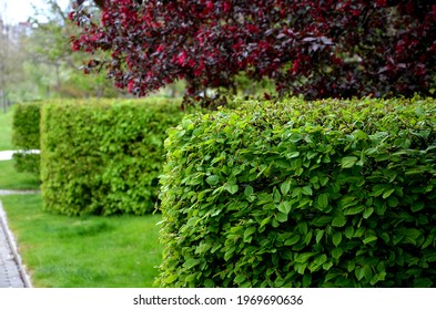 hornbeam green hedge in spring lush leaves let in light trunks and larger branches can be seen natural separation of the garden from the surroundings can withstand drought 