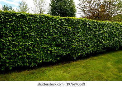 1,003 Hornbeam Hedge Images, Stock Photos & Vectors | Shutterstock