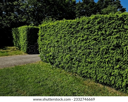 Similar – Foto Bild Eibenhecke (Taxus baccata)