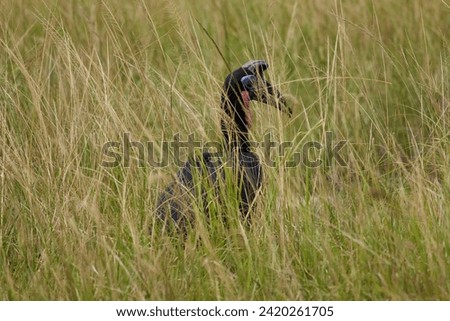 Hornbeck bird hides in tall grass