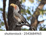 Hornbill bird Kruger National Park