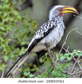 A Hornbill Bird In A Tree