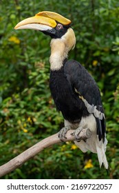 Hornbill Bird In The Zoo